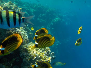 Chaetodon aurips red sea sharm el-sheikh