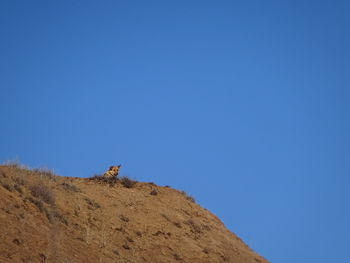 Low angle view of horse on land against clear blue sky