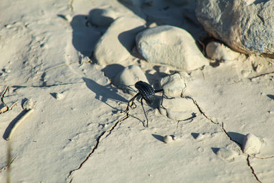 High angle view of fly on sand