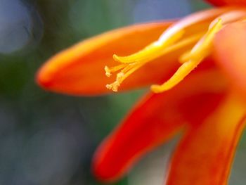 Close-up of red flower