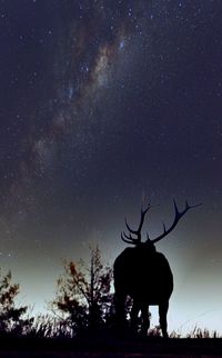 Silhouette of bare trees against sky at night