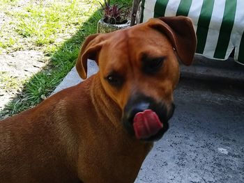 Close-up of dog sticking out tongue