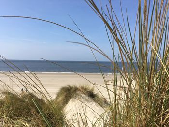 Close-up of grass on beach