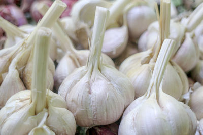 Close-up of garlic