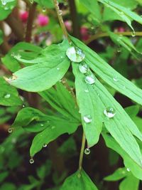 Close-up of wet plant leaves during rainy season