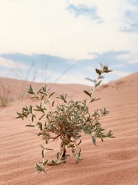 Close-up of plant on sand against sky