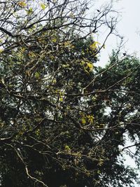 Low angle view of tree against sky