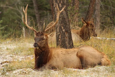 Deer in a field