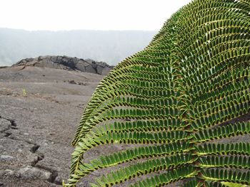 Fern growing on volcano