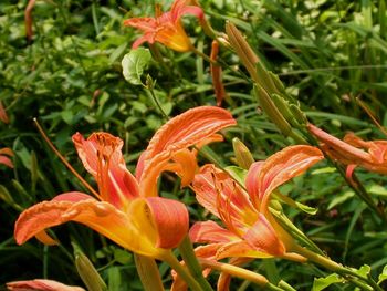 Close-up of red flower