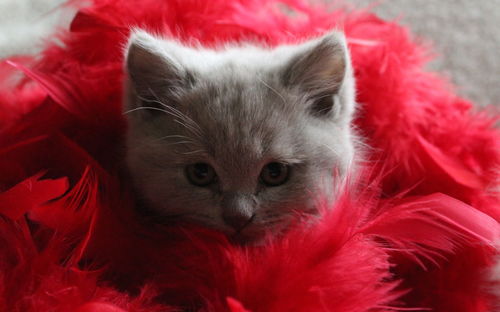 Close-up portrait of cat