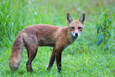 Portrait of red fox on grassy field