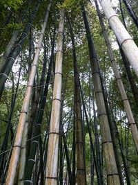 Low angle view of trees