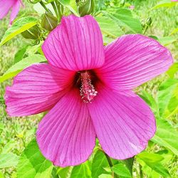 Close-up of pink flower