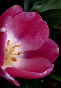 Close-up of day lily blooming outdoors