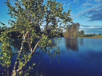 Tree by lake against sky