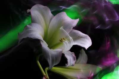 Close-up of white flowering plant