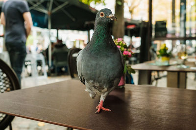 Close-up of bird perching on table