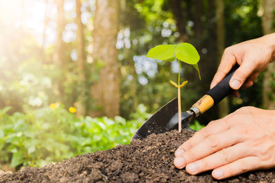 Cropped hand of man gardening