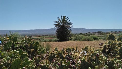 Scenic view of grassy field against clear sky