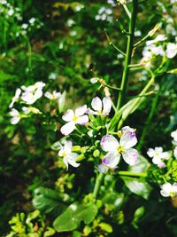 Close-up of white flowers blooming on tree