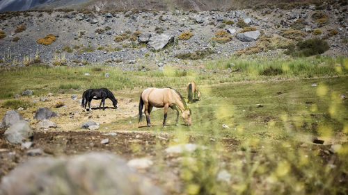 Horses on pasture in canyon de maipo in peru