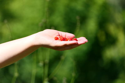 Strawberries. ripe strawberries in the palm of a girl's hand. high quality photo
