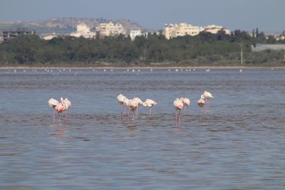 Flamingo birds in water against sky