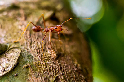 Close-up of ant on plant