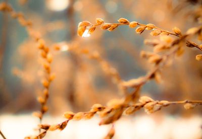 Close-up of dry leaves on plant during sunset