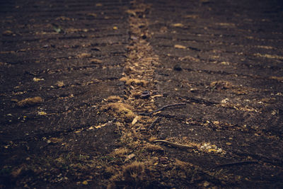 Close-up of mud on land