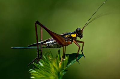 Close-up of insect on plant