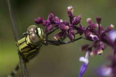 Close-up of insect on purple flower