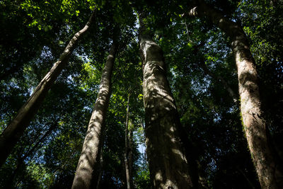 Low angle view of bamboo trees in forest