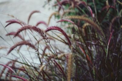 Close-up of plants growing on field