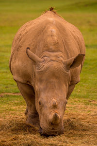 White rhinoceros