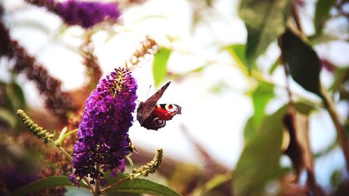 Close-up of insect on purple flower