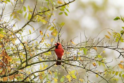 Northern cardinal perching on tree