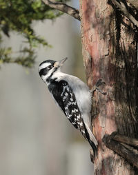 Close-up of bird perching on tree trunk