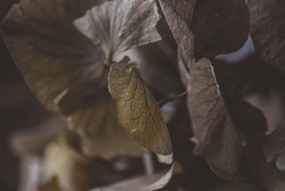 Close-up of dry leaves on plant