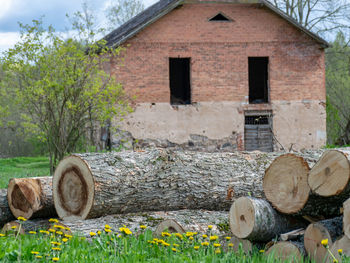 Wooden logs of pine woods in the forest, stacked in a pile, cross section of log shows sapwood