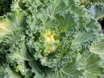 Close-up of fresh green plants in garden