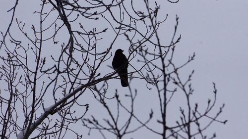 Silhouette bird perching on bare tree against sky