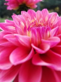 Close-up of pink flower blooming outdoors