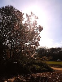 Low angle view of silhouette trees against sky