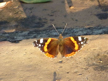 Close-up of butterfly on yellow flower