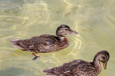 High angle view of duck swimming in lake