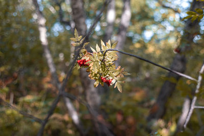 Close-up of red flowering plant