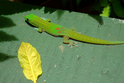 Close-up of lizard on leaf