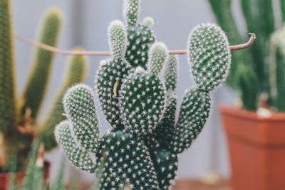 Close-up of succulent plant